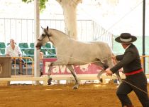 ESPARTANA HBM, Y.CONDESA DE BARDEAU, ORO Y MM EN YEGUAS DE 5 Y 6 A